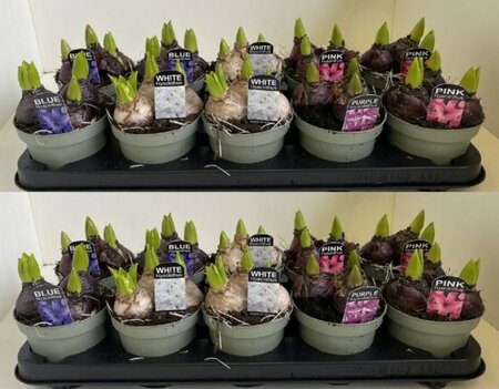 Hyacinthus (DA) mix