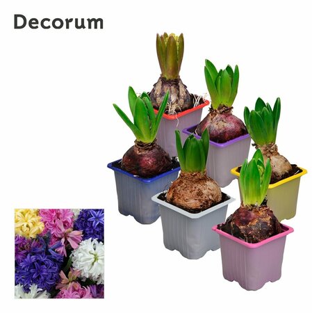 Hyacinthus (DA) mix