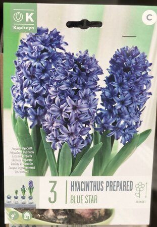 HYACINTHUS EF BLUE STAR