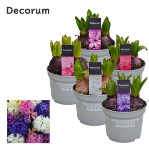 Hyacinthus mix