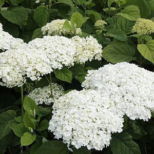 HYDRANGEA A. STRONG ANNABELLE (NL)