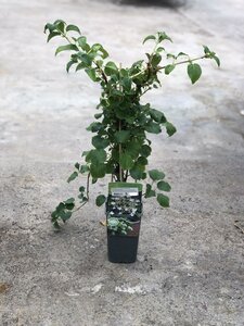 Hydrangea anomala petiolaris / 2 Ltr, 4 canes