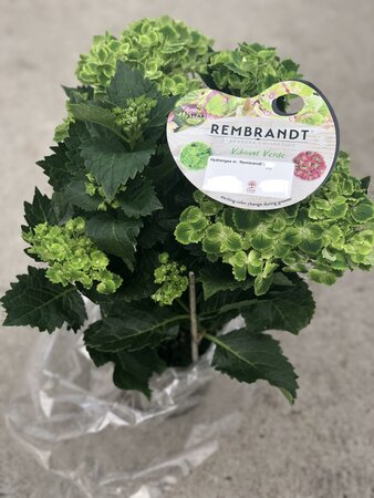 Hydrangea m. 'Rembrandt' Vibrant Verde