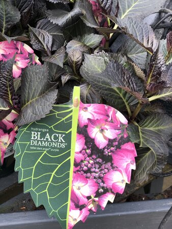 Hydrangea macr Black Diamonds® Dark Angel Purple