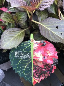 Hydrangea macr Black Diamonds® Dark Angel Red