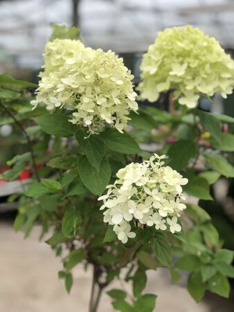 Hydrangea pan. 'Limelight' - image 1