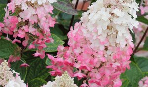 Hydrangea pan. 'Pinky Winky' / 3 Ltr pot