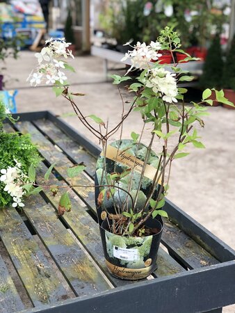 HYDRANGEA PANICULATA Magical Summer