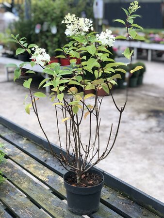 HYDRANGEA PANICULATA Phantom