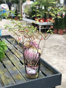 HYDRANGEA PANICULATA Pink Lady