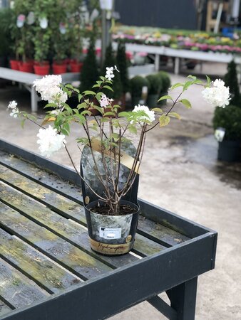 HYDRANGEA PANICULATA Silver Dollar - image 2