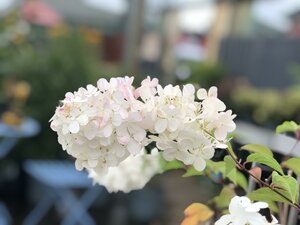 HYDRANGEA PANICULATA Silver Dollar - image 1