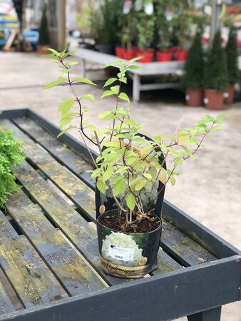 HYDRANGEA PANICULATA Skyfall