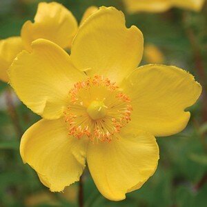 HYPERICUM Hidcote