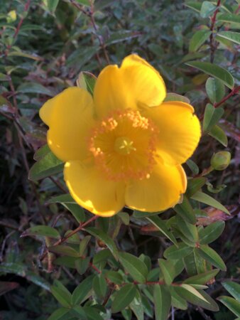 HYPERICUM Hidcote - image 1