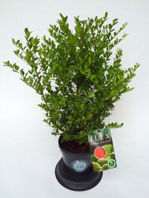 Ilex cren.dark green