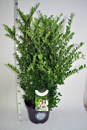 Ilex cren.dark green