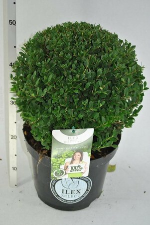 Ilex cren.dark green globe