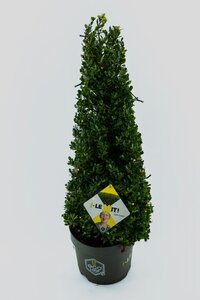 Ilex cren.dark green pyramid