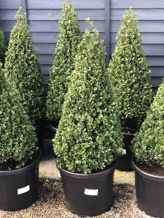 Ilex crenata 'Caroline Upright' 60-70 CM PYR