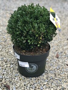 Ilex crenata 'Dark Green'®