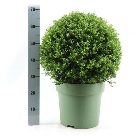 Ilex crenata glorie gem globe