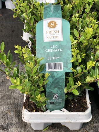 Ilex crenata 'Jenny'®