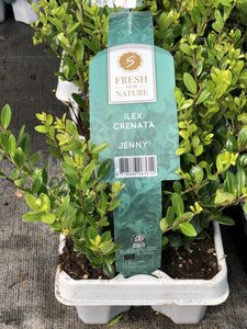 Ilex crenata 'Jenny'®