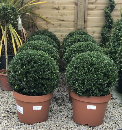 Ilex Crenata 'Stokes'