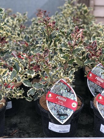 Ilex Silver Queen