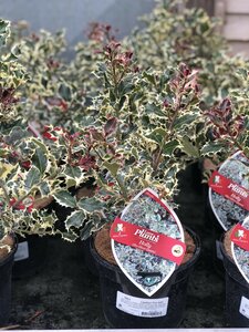 Ilex Silver Queen