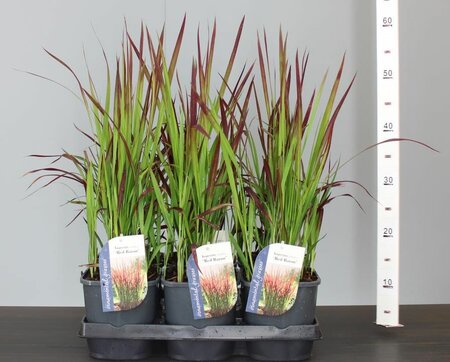 Imperata cyl. 'Red Baron'