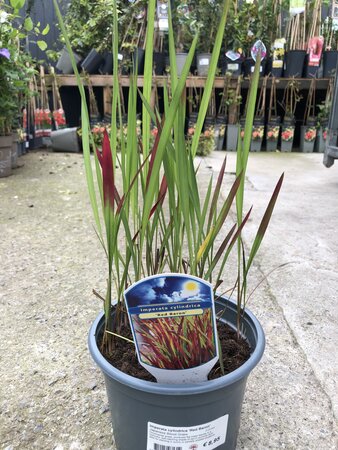 Imperata cylindrica 'Red Baron'