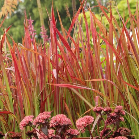 IMPERATA CYLINDRICA RED BARON