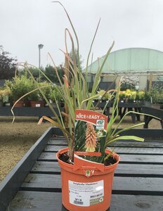 Kniphofia 'Flamenco'