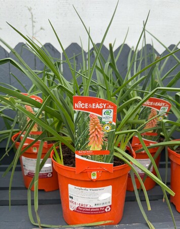 Kniphofia 'Flamenco'