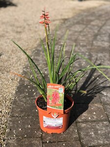 Kniphofia 'Nancy Red'