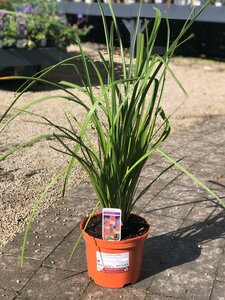 Kniphofia Nobilis