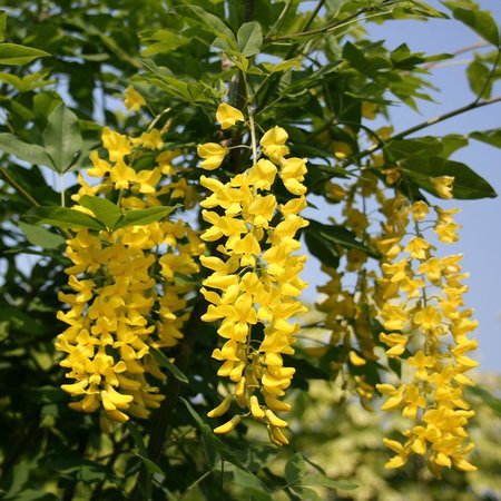 LABURNUM WATERII VOSSII