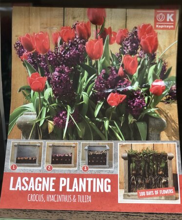 LASAGNE PLANTING RED & PURPLE