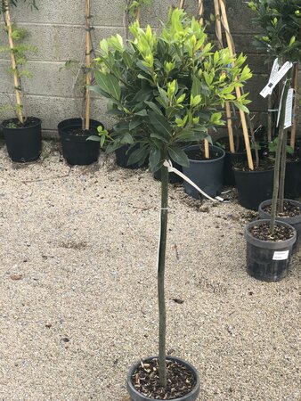 LAURUS NOBILIS 90cm Stem 30cm head