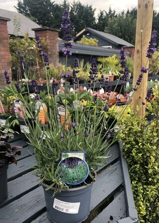 LAVANDULA an. Hidcote (Lavender)