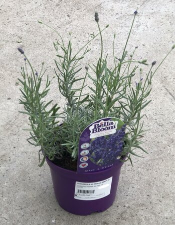 LAVANDULA an. Hidcote WN/PL (Lavender) - image 2