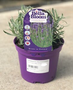 LAVANDULA an. Munstead (Lavender)