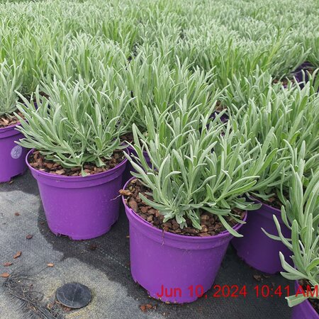 LAVANDULA an. Vera (Lavender)