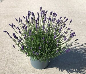 Lavandula ang. 'Essence Purple'