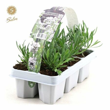 Lavandula angustifolia white 6-pack clayette