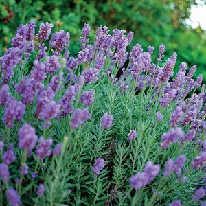 LAVANDULA INT. PHENOMENAL