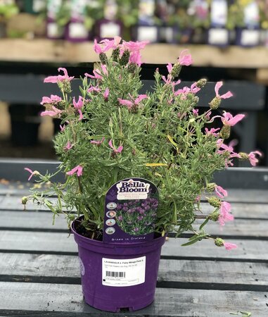 LAVANDULA s. Fairy Wings Pink (Lavender)