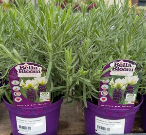 LAVANDULA s. Tiara (Lavender)